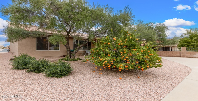 Mature Landscaping and Citrus