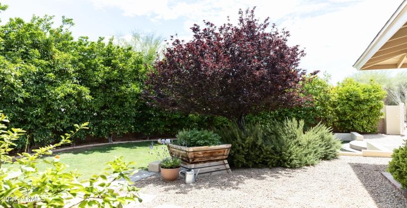 Grassy lawn surrounded by mature orange trees.