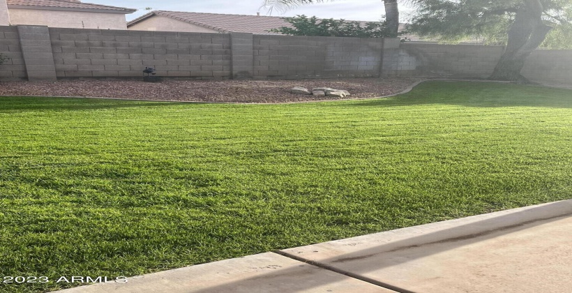 Lush, grassy backyard