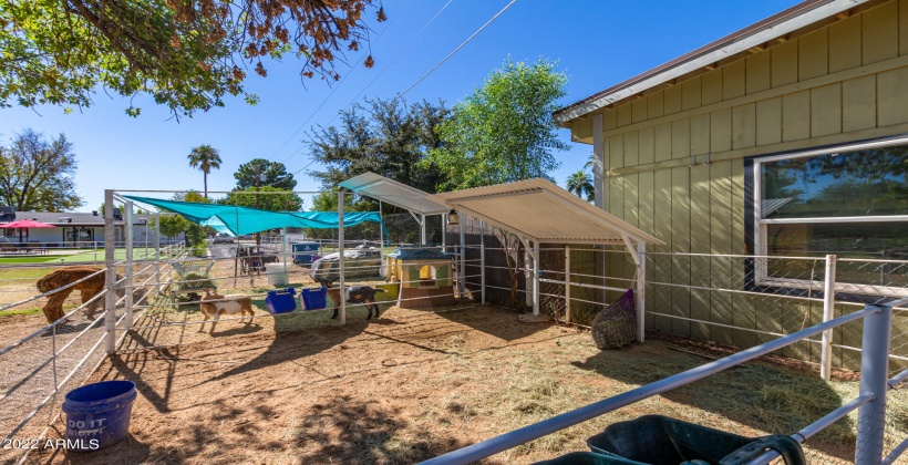 Animal pens with goats