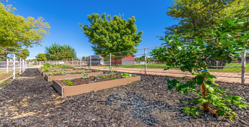 Vegetable Gardens & Citrus Trees