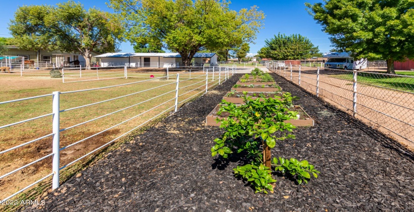 Vegetable Gardens & Citrus Trees