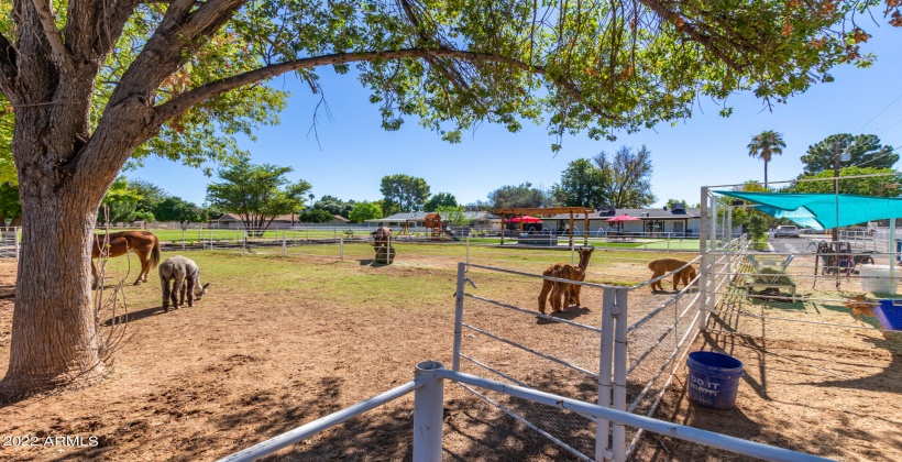 The pasture with mature trees